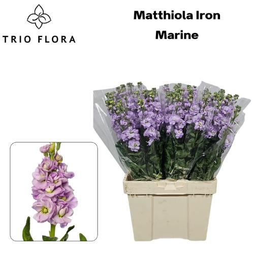 Matthiola incana 'Iron Marine'