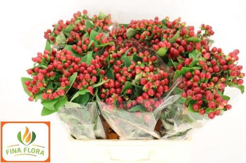 Hypericum inodorum Magical Red Ruby