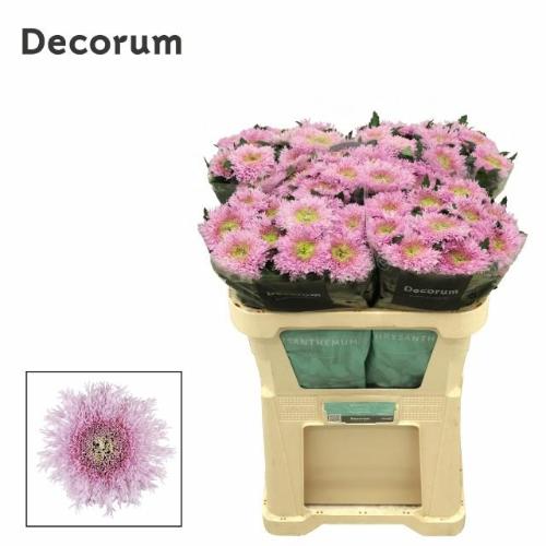 Chrysanthemum Indicum Grp geplozen Etrusko