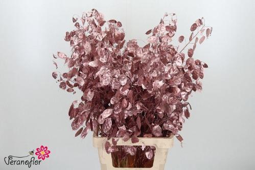 Snijbloemen overig kleurbehandeld H%