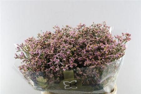 Limonium sinensis Blush Diamond