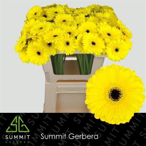 Gerbera mini 'Pacman'