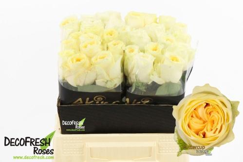 Rosa grootbloemig Buttercup