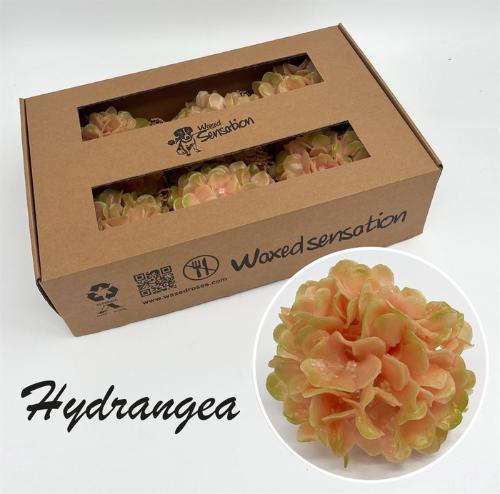 Hydrangea overig kleurbehandeld H%