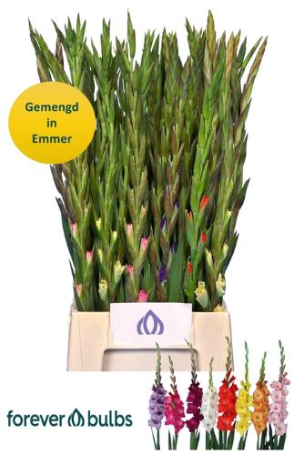Gladiolus kleinbloemig Glamini gemengd