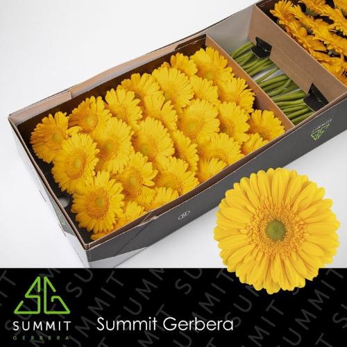 Gerbera grootbloemig 'Submarine'