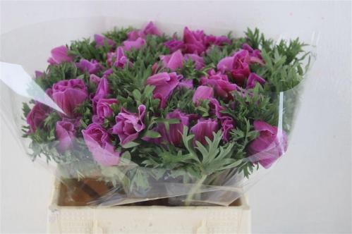 Anemone coronaria 'Mistral Plus Shocking Pink'