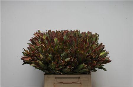 Leucospermum cordifolium overig