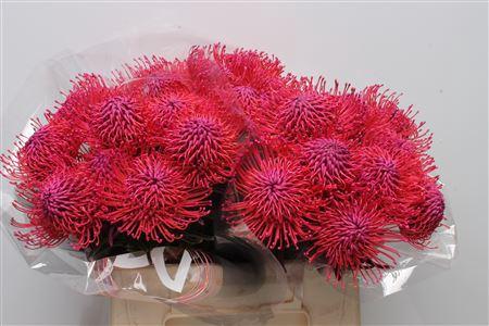 Leucospermum 'Naomi' kleurbehandeld H%
