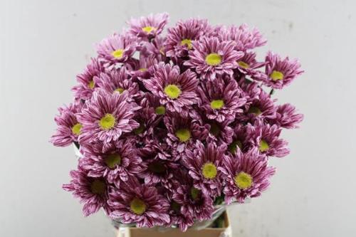 Chrysanthemum Indicum Grp tros Serenity