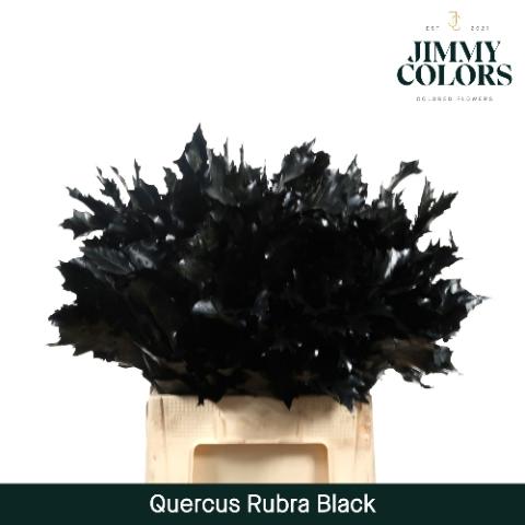 Quercus rubra kleurbehandeld H%