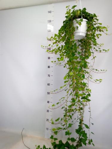 Hedera helix 'Anna'