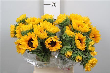 Helianthus annuus 'Orange Fire'