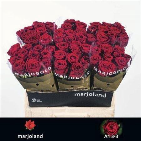 Rosa grootbloemig Red Naomi!