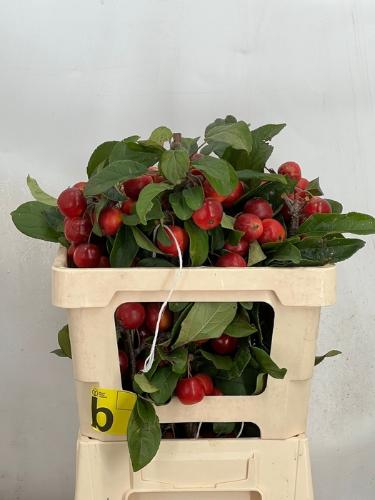 Malus 'Gorgeous'