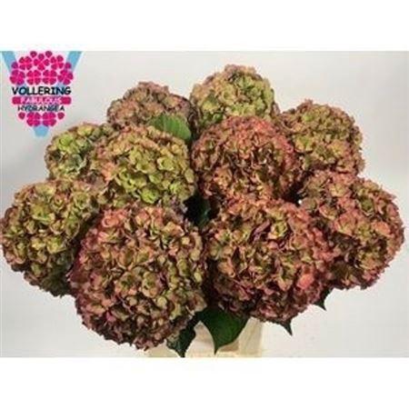 Hydrangea macrophylla Royal Anastasia (classic)