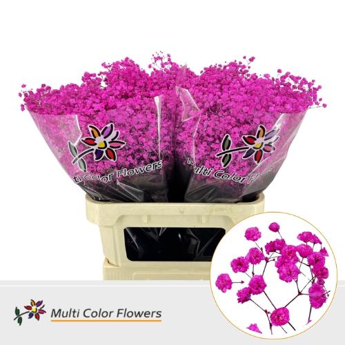 Gypsophila overig kleurbehandeld H%