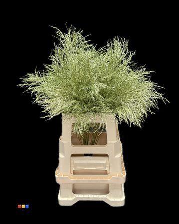 Decoratiegroen kleurbehandeld per bos H%