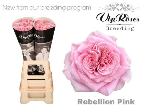 Rosa grootbloemig Rebellion Pink