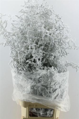 Asparagus overig kleurbehandeld H%