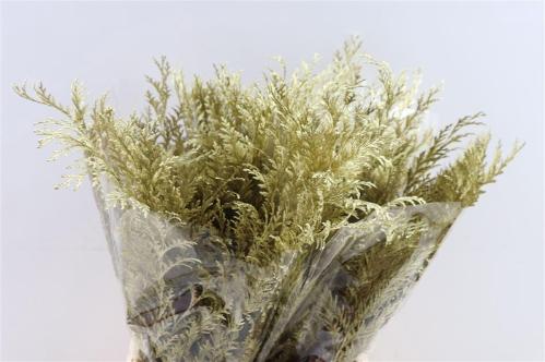 Decoratiegroen kleurbehandeld H%