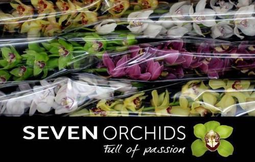 Cymbidium grootbloemig per tak gemengd