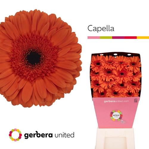 Gerbera grootbloemig 'Capella'