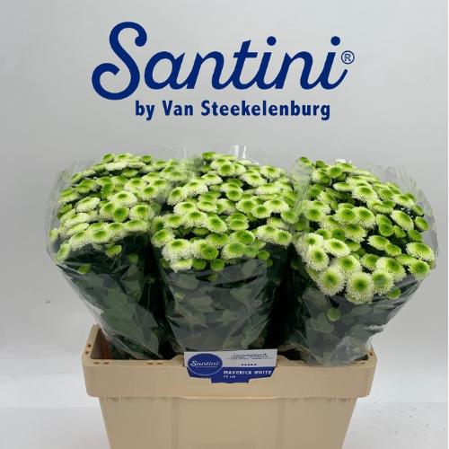 Chrysanthemum (Indicum Grp) tros santini Maverick