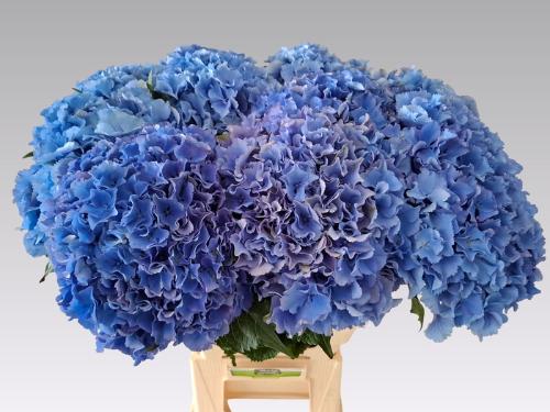 Hydrangea macrophylla Royal Parade
