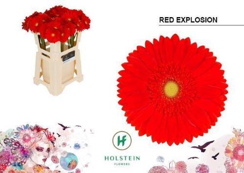 Gerbera grootbloemig 'Red Explosion'