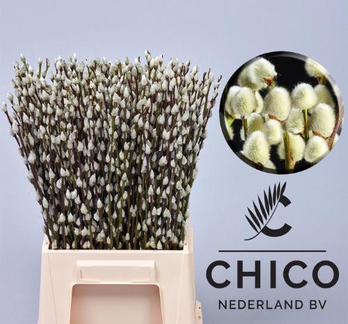 Salix caprea 'Snow Flake'