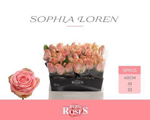 Rosa grootbloemig Sophia Loren