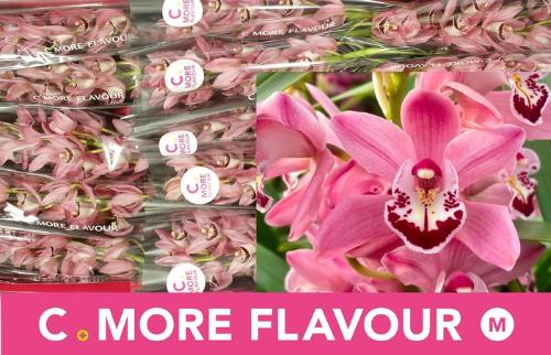 Cymbidium mini 'Bubblegum'