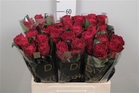 Rosa grootbloemig Venturoso