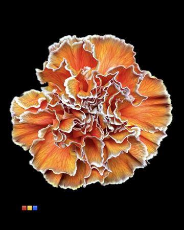 Dianthus standaard kleurbehandeld H%