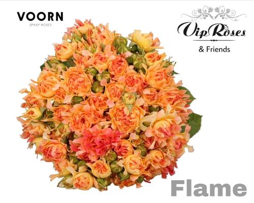 Rosa tros #Flame