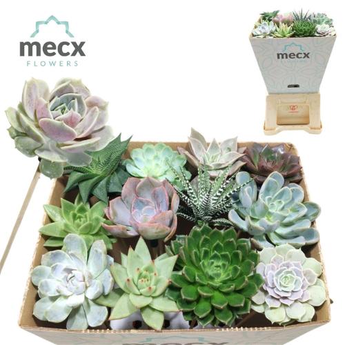 Succulenten gemengd per bos