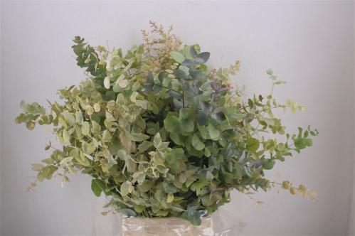 Eucalyptus per bos overig blad