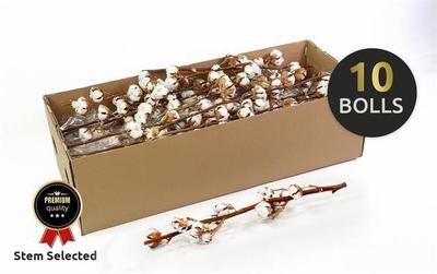 Gossypium hirsutum wit