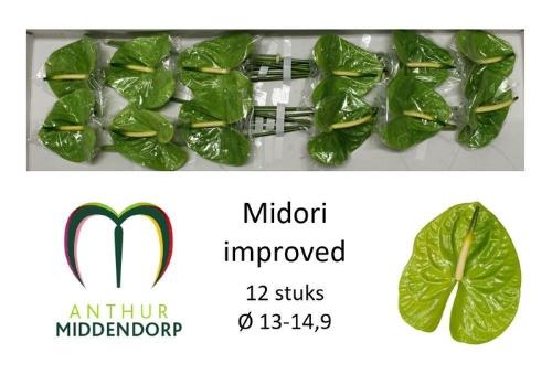 Anthurium Andreanum Grp Midori Improved