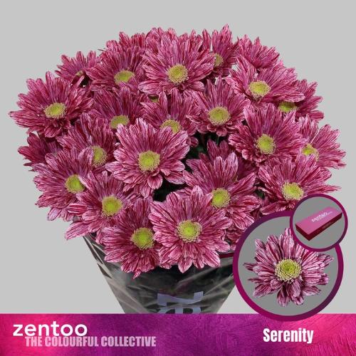 Chrysanthemum Indicum Grp tros Serenity
