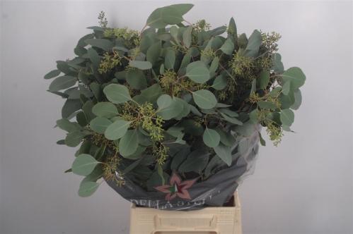 Eucalyptus per bos polyanthemos (fruit)