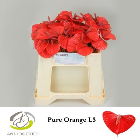 Anthurium Andreanum Grp Pure Orange