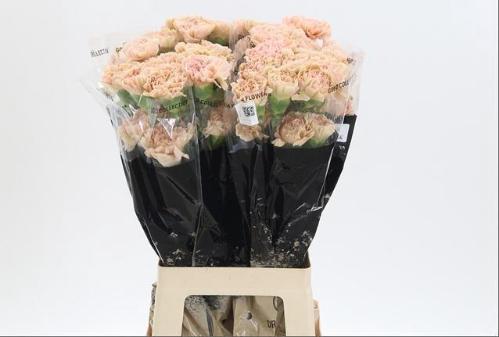 Dianthus standaard 'Lege Marrone'