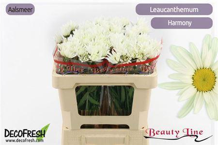 Leucanthemum (Superbum Grp) Harmony
