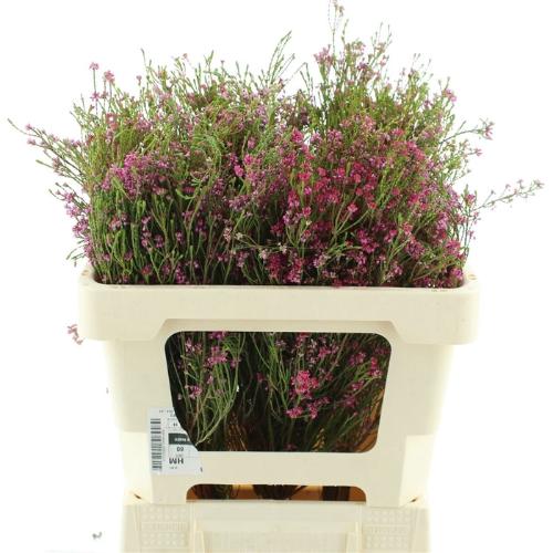 Erica corifolia