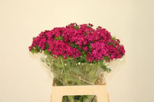 Dianthus barbatus 'Amazon Neon Cherry'