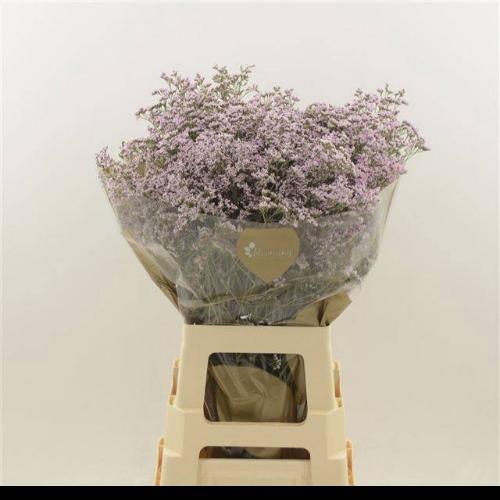 Limonium Safora Oshi Pink