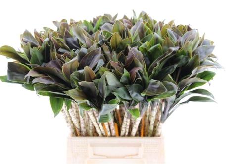 Dracaena fragrans Compacta Grp 'Compacta'
