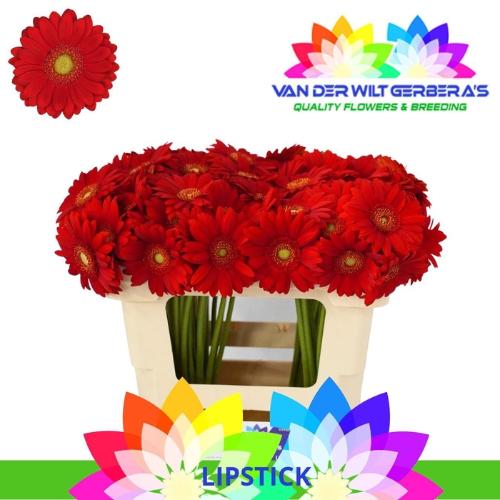 Gerbera mini Lipstick